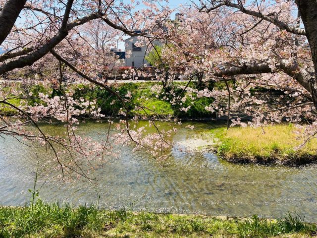 瑞梅寺川の水面の桜